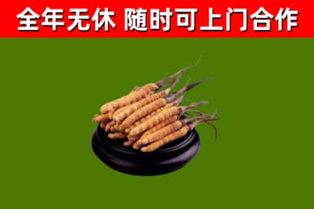 潮南区回收冬虫夏草